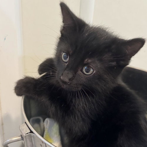 Elliot, Baby Domestic Short Hair, cat for adoption in Kanab, Utah
