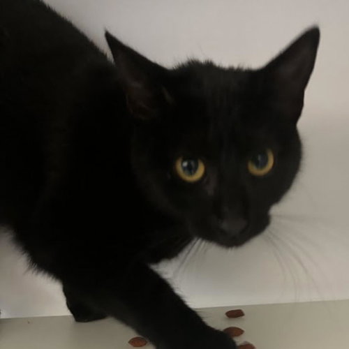 Trixie, Young Domestic Short Hair, cat for adoption in Kanab, Utah