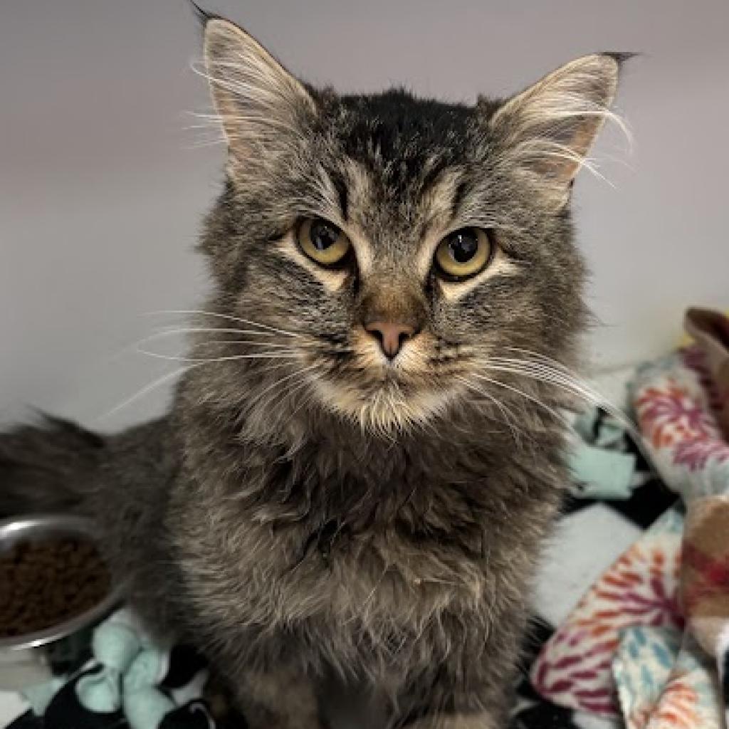 adoptable Cat in Kanab, UT named Dory