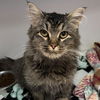 adoptable Cat in  named Dory