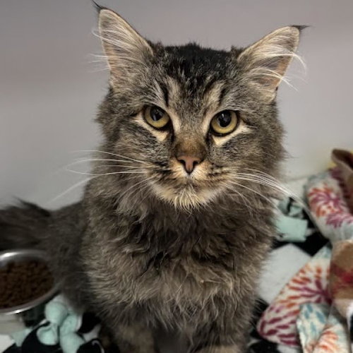 Dory, Young Domestic Medium Hair, cat for adoption in Kanab, Utah