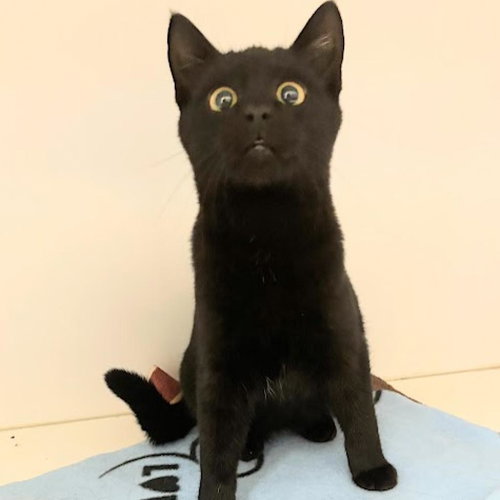 picture of the cat needing adoption