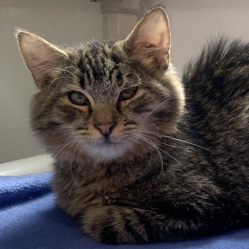 Wally, an adoptable Domestic Medium Hair in Kanab, UT