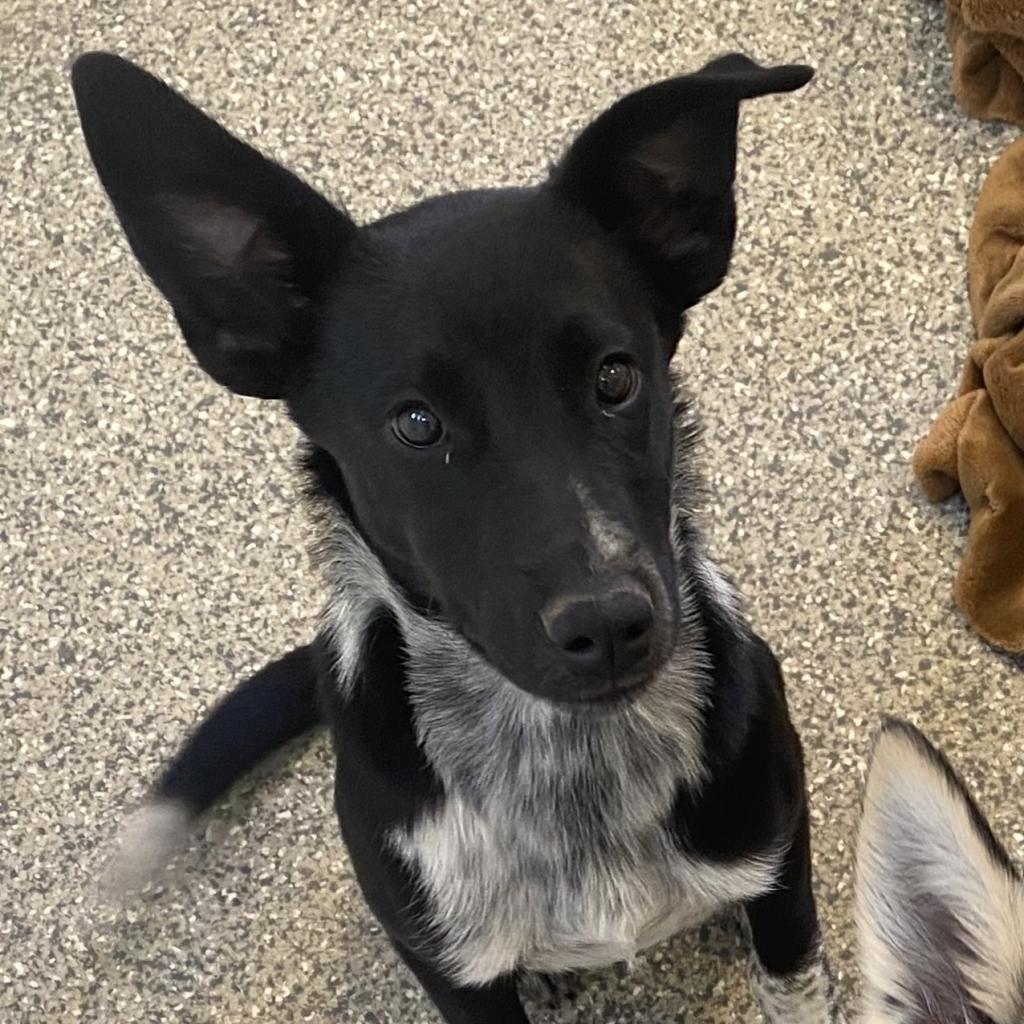 adoptable Dog in Kanab, UT named Spider