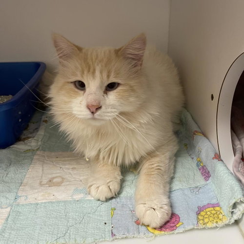 Festus, Adult Domestic Short Hair, cat for adoption in Kanab, Utah
