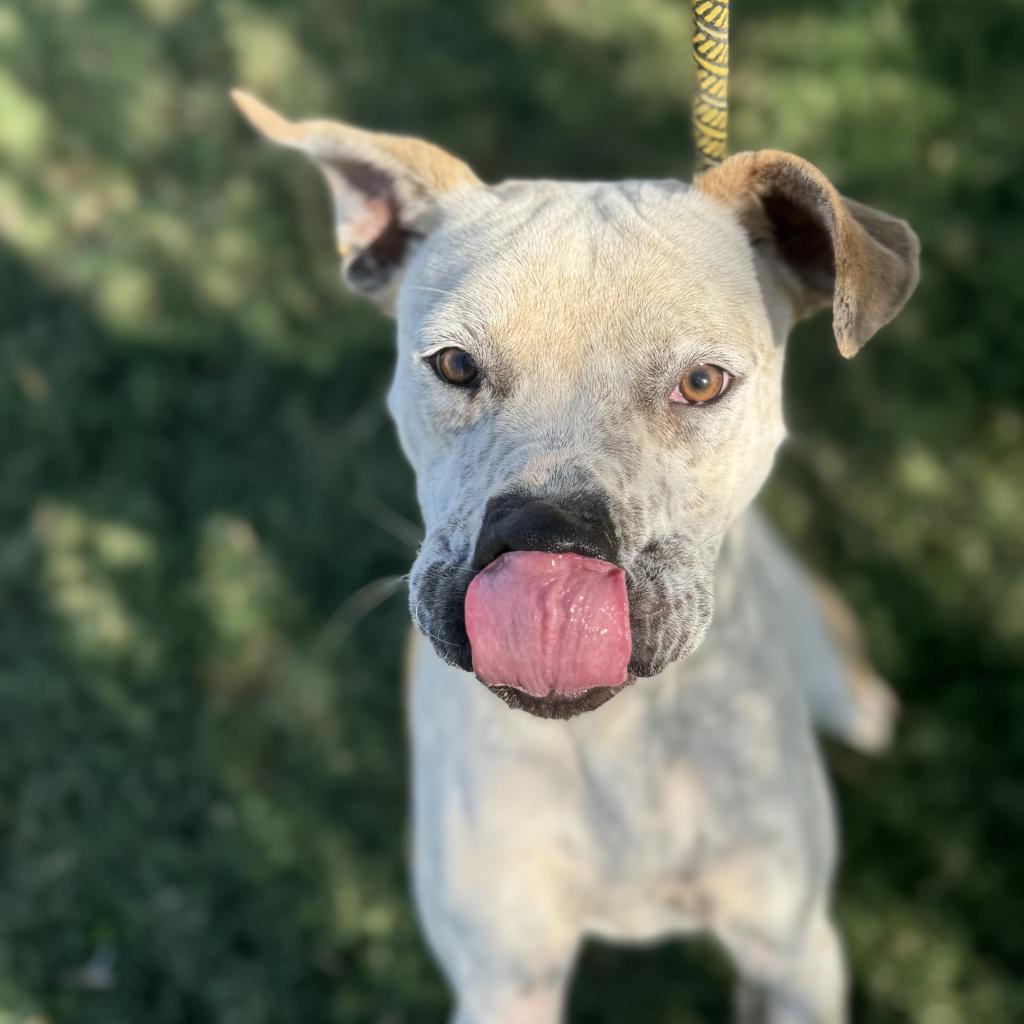 adoptable Dog in Kanab, UT named Sedona Sun