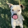 adoptable Dog in  named Sedona Sun