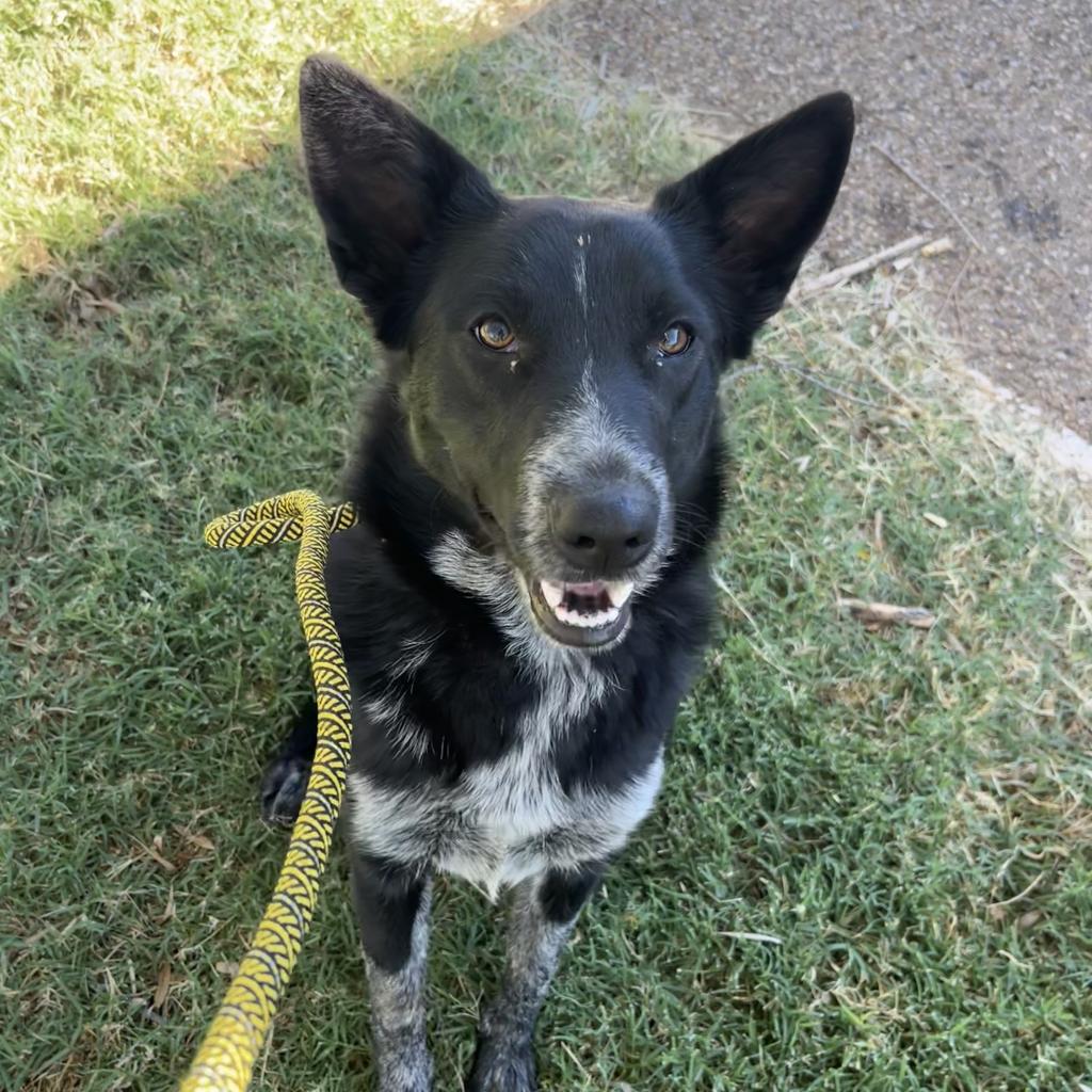 adoptable Dog in Kanab, UT named Scotch Bonnet