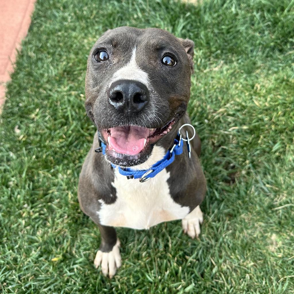 adoptable Dog in Kanab, UT named Paprika