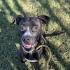 adoptable Dog in  named Pepperoncini