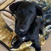 adoptable Dog in  named Cohen