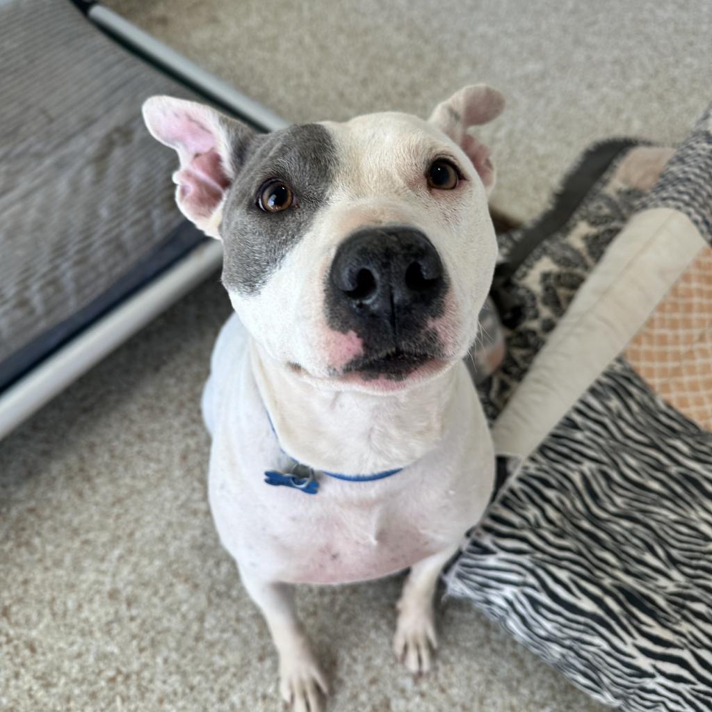adoptable Dog in Kanab, UT named Dorothy