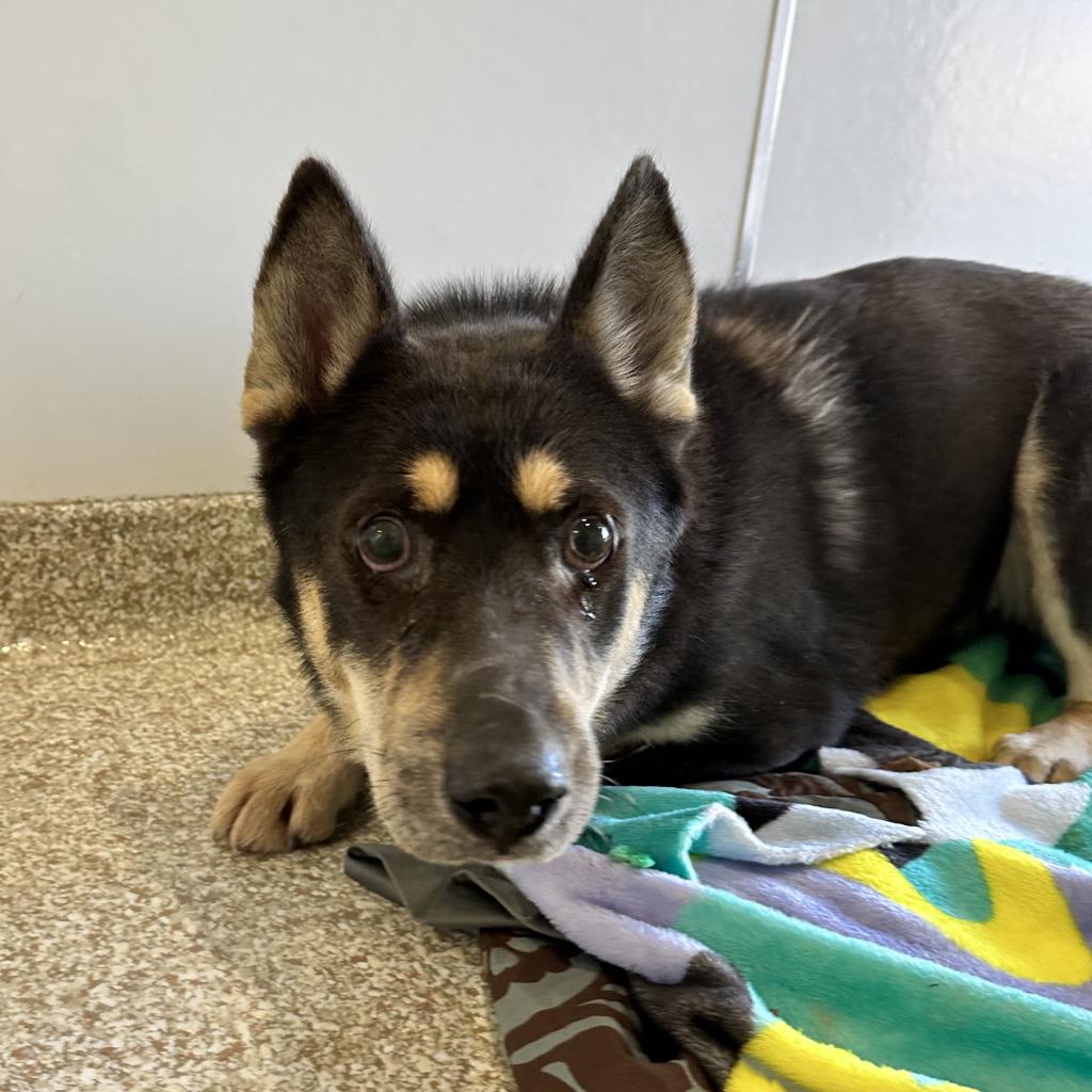 adoptable Dog in Kanab, UT named Wormwood