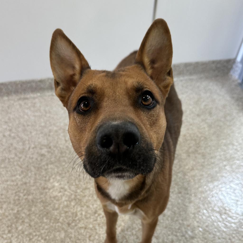 adoptable Dog in Kanab, UT named Whiskey Pete