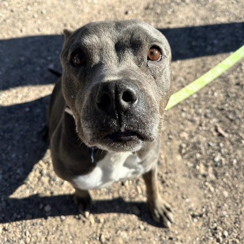 Pearl, an adoptable American Staffordshire Terrier in Kanab, UT