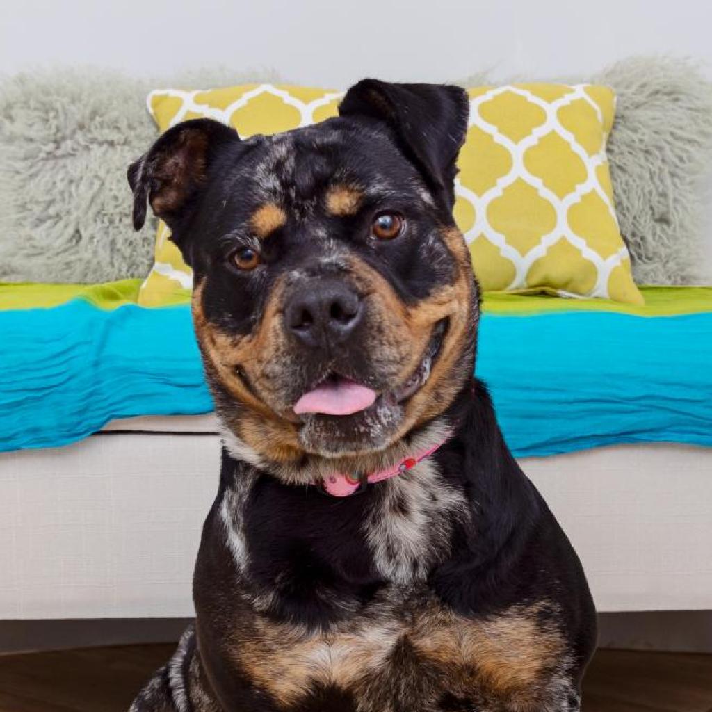 adoptable Dog in Kanab, UT named Gemini