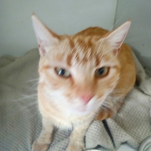 Taiwan, Young Domestic Short Hair, cat for adoption in Kanab, Utah