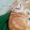 adoptable Cat in , UT named Aiken
