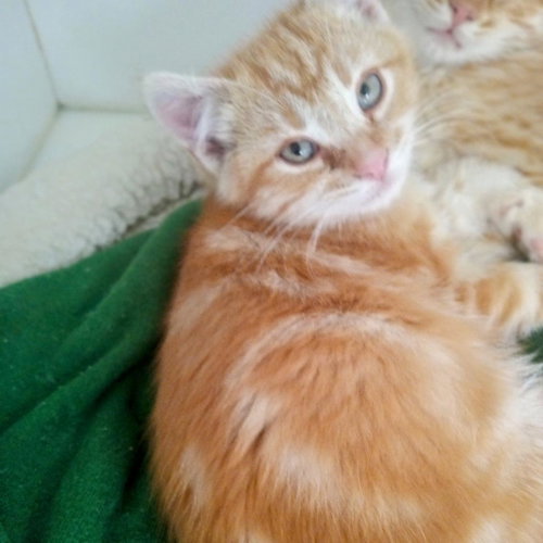 Aiken, Baby Domestic Short Hair, cat for adoption in Kanab, Utah