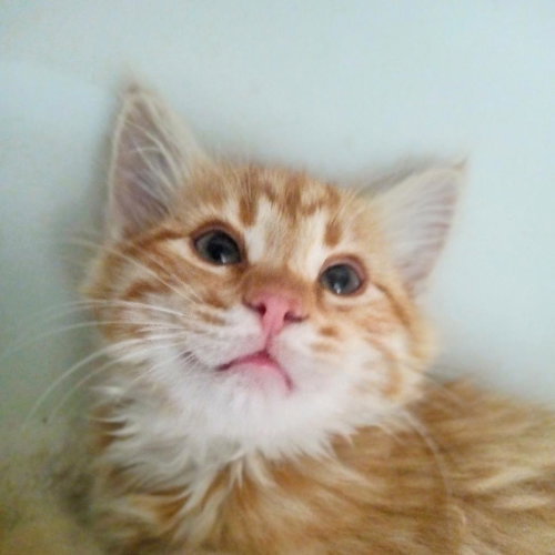 Frisco, Baby Domestic Short Hair, cat for adoption in Kanab, Utah
