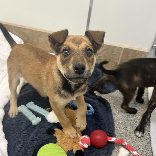 picture of the dog needing adoption