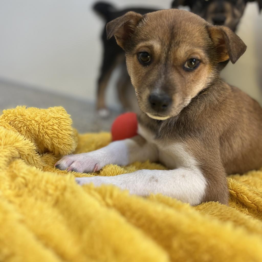 adoptable Dog in Kanab, UT named Stirred