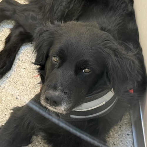picture of the dog needing adoption