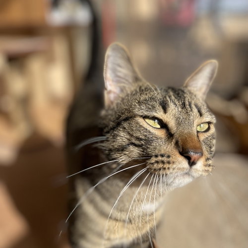 Eros, Adult Domestic Short Hair, cat for adoption in Kanab, Utah