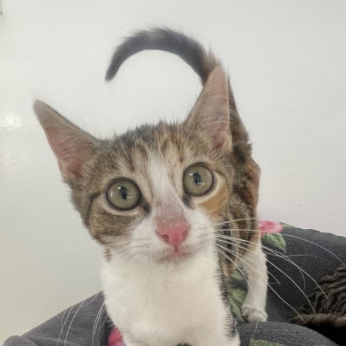 Tartar, Baby Domestic Short Hair, cat for adoption in Kanab, Utah