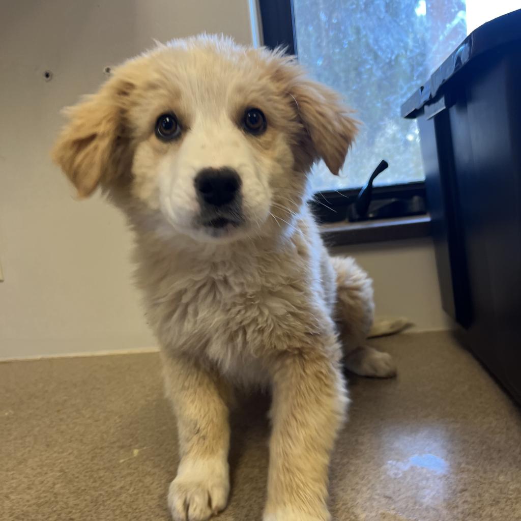 adoptable Dog in Kanab, UT named Britney Spears