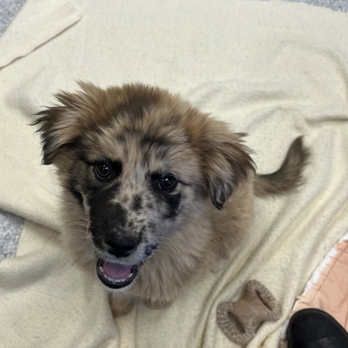 picture of the dog needing adoption