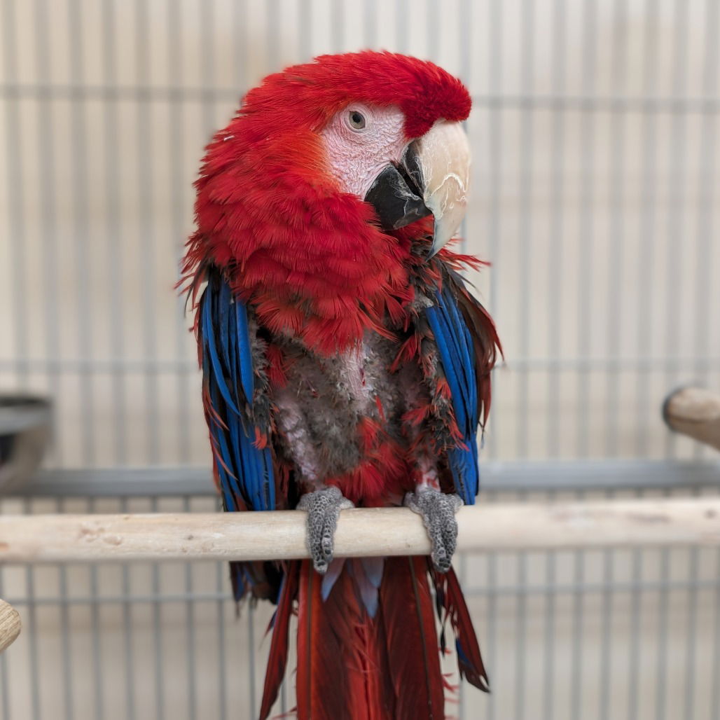 adoptable Bird in Kanab, UT named Cranberry