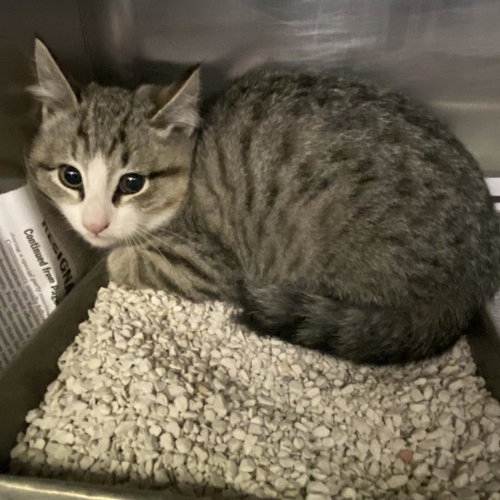 Preston, Baby Domestic Short Hair, cat for adoption in Kanab, Utah