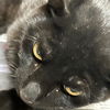 adoptable Cat in kanab, UT named Licorice