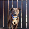 adoptable Dog in  named Rogue