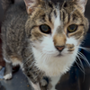 adoptable Cat in kanab, UT named Macbeth