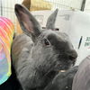 adoptable Rabbit in  named Hunnicutt
