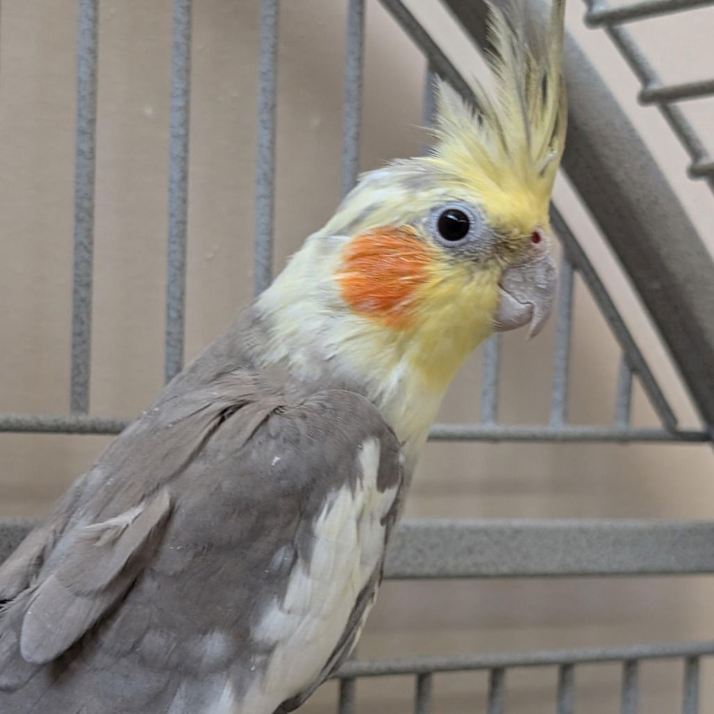 adoptable Bird in Kanab, UT named Wyatt
