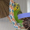 adoptable Bird in  named Todd