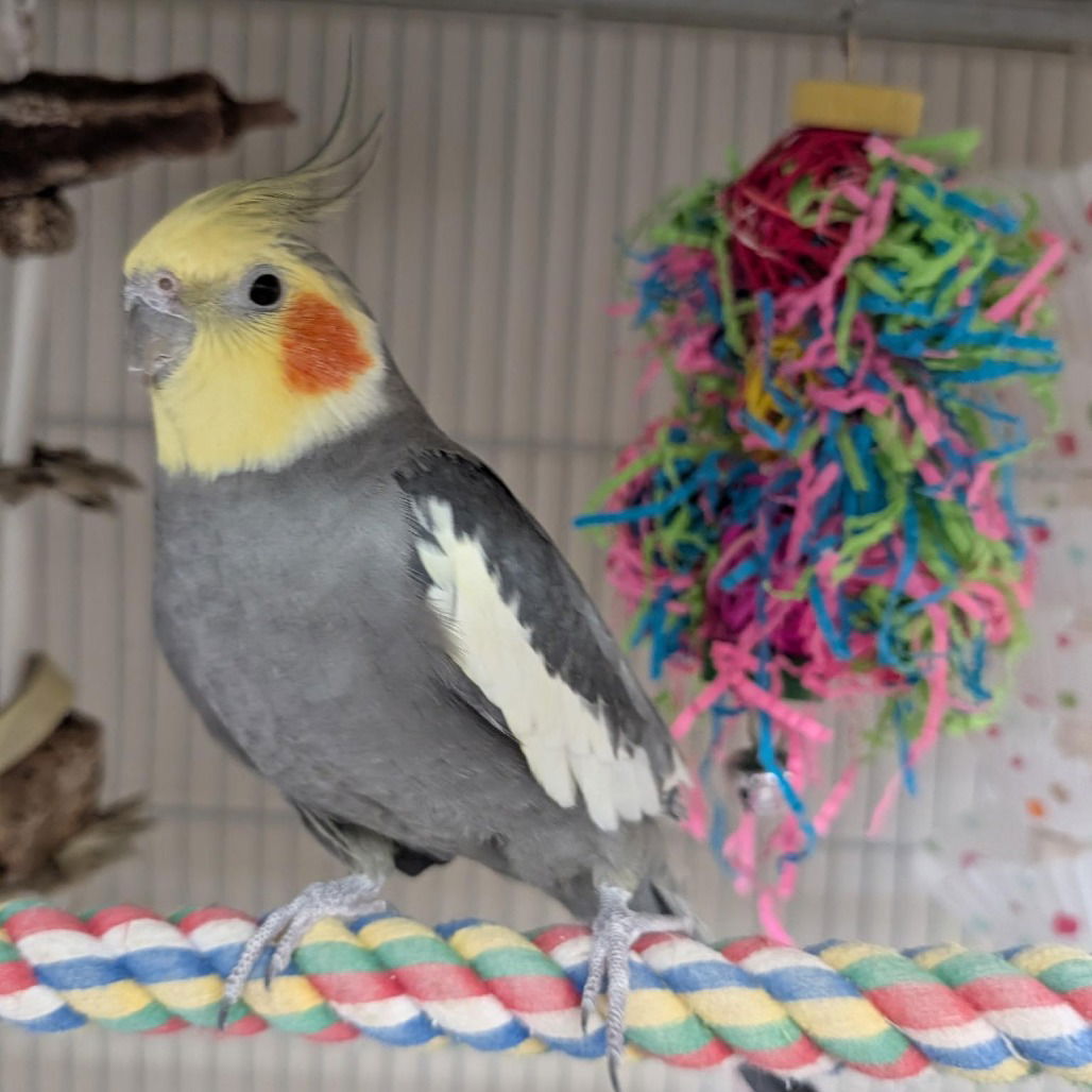 adoptable Bird in Kanab, UT named David
