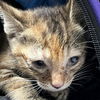 adoptable Cat in kanab, UT named Indy