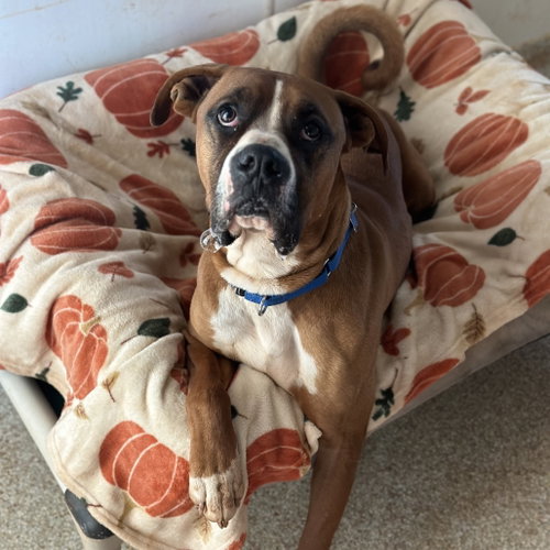 Riggins, an adoptable Boxer in Kanab, UT