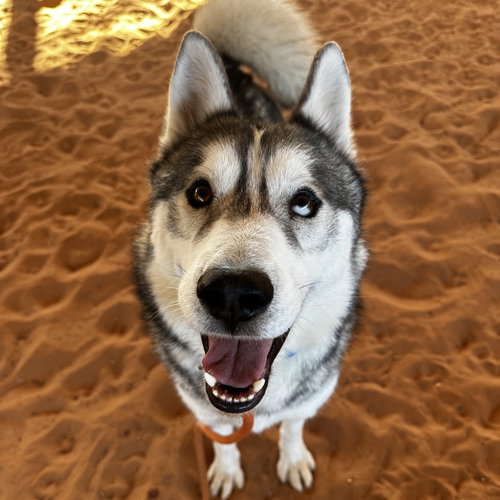 Cecil, an adoptable Siberian Husky in Kanab, UT