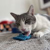 adoptable Cat in kanab, UT named Maui