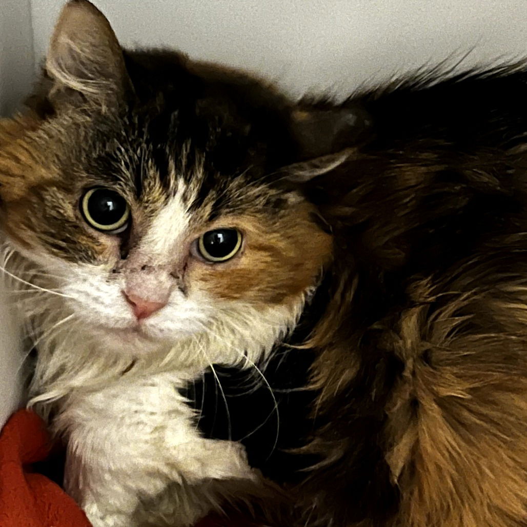 adoptable Cat in Kanab, UT named Danita