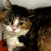 adoptable Cat in  named Danita