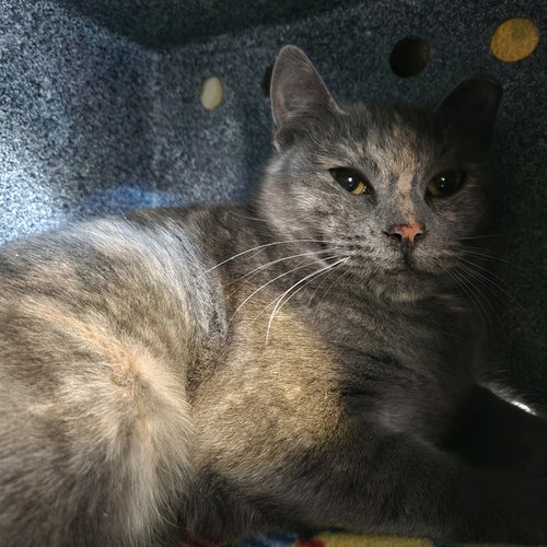 Ursula, an adoptable Domestic Short Hair in Kanab, UT