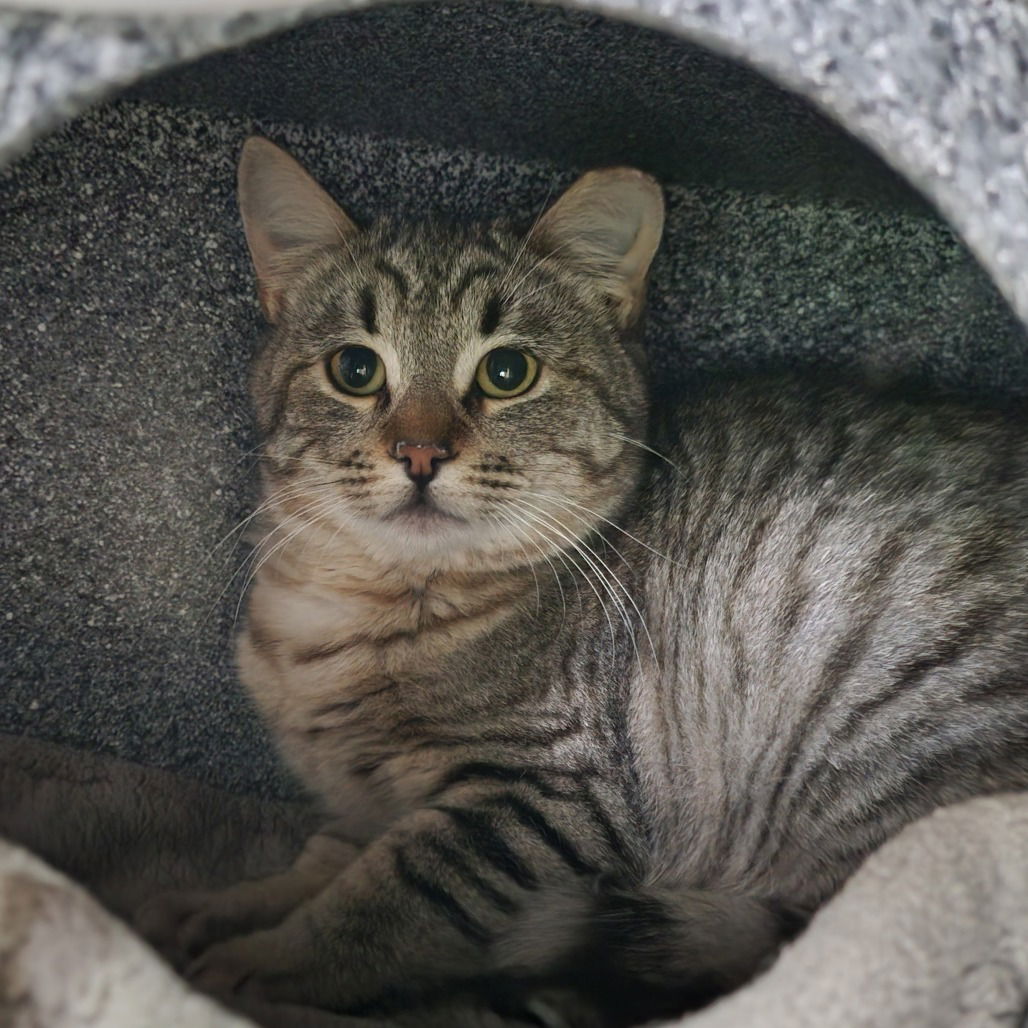 adoptable Cat in Kanab, UT named Lynx