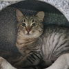 adoptable Cat in kanab, UT named Lynx