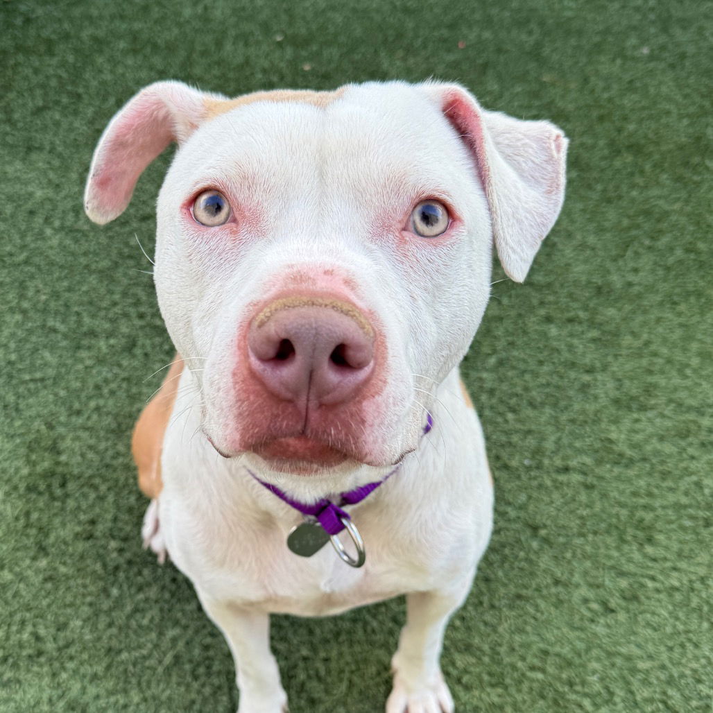 adoptable Dog in Kanab, UT named Chapo